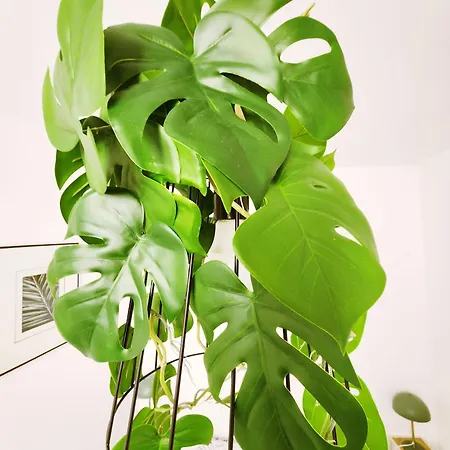 Le Savana - Centre Historique *